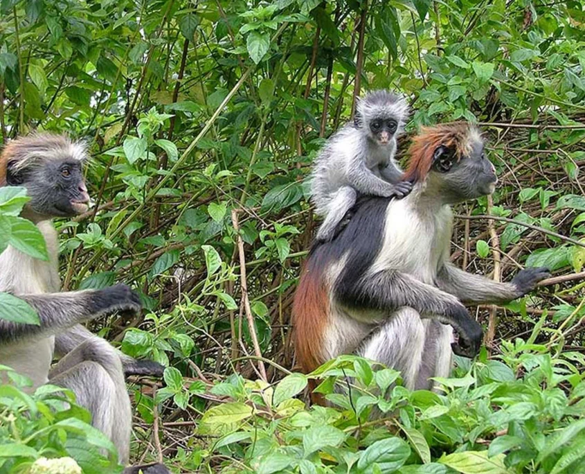 Zanzibar 8 Days 7 Nights Package